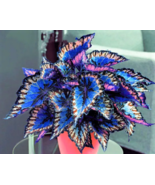 OK 25 Heirloom Coleus Seeds Beautiful Mixed Color Flower Plant - $8.89