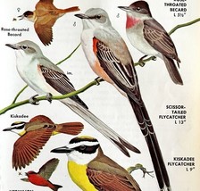 Flycatchers 5 Varieties And Types 1966 Color Bird Art Print Nature ADBN1p - $19.99