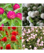 KKG Gomphrena Variety Carmine Audray White Strawberry Fields Frosty Pink... - $525.11 MXN