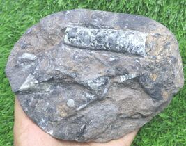Devonian Orthoceras Fossil Morocco – Rare Authentic Piece for Fossil Col... - $31.68