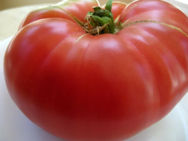 Mortgage Lifter Tomato Seeds 75 Seeds For The Season Gardening - £9.12 GBP