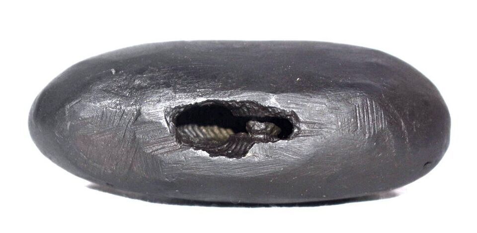 Rare Hamsa Shaligram - Gandaki River Nepal - $123.75