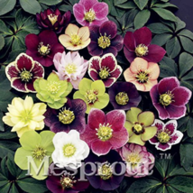 100Pcs Helleborus Orientalis Seeds Christmas Rose Lenten Rose Garden USA Seller - $20.00