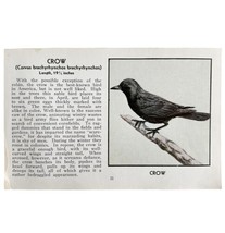 American Crow Bird Print 1931 Blue Book Birds Of America Antique Art PCB... - £19.54 GBP