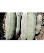 Sausage tree, kigelia Africana, fresh fruits for sale, 1 fruit/ 30 USD, ... - £76.06 GBP