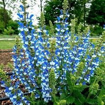 FREE SHIPPING 50 Azure Snow Salvia Seeds Flower Seed Perennial Hummingbird - £13.58 GBP