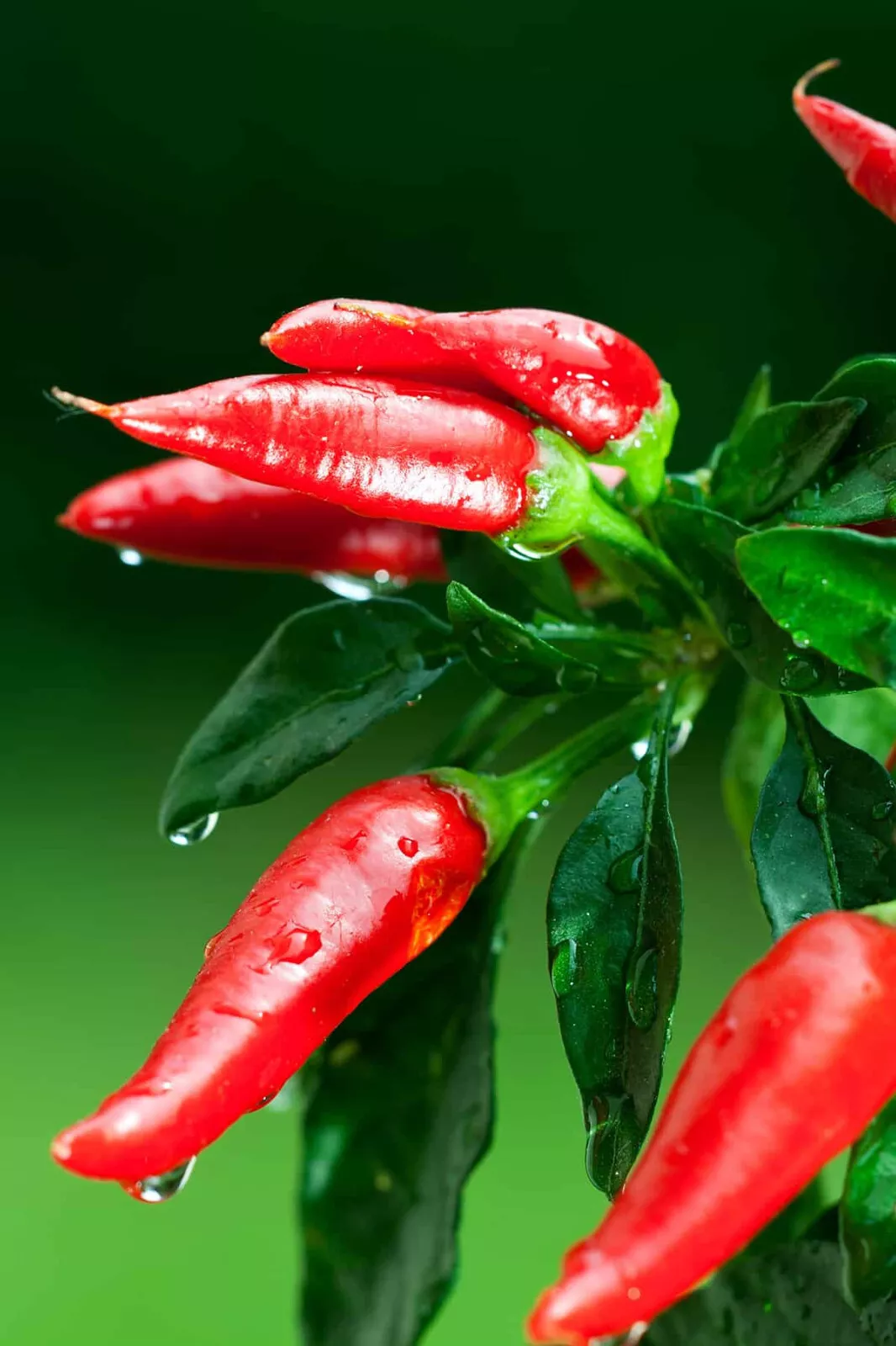 USA SELLER 25 Seeds Santaka Pepper Garden Vegetables Edible Fast Shipping - £11.70 GBP