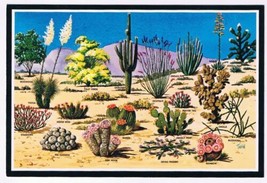 Arizona Postcard Cacti &amp; Desert Flora Of The Great Southwest A - £1.56 GBP