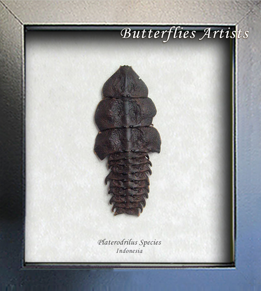 Real Beetle Duliticola Platerodrilus Species Entomology Collectible Shad... - $49.99