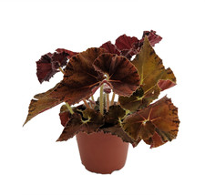 Autumn&#39;s Best Begonia Plant - 3.7&quot; Pot - Terrarium/Fairy Garden/HousePlant - £30.29 GBP