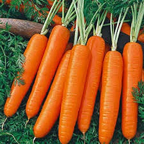 Carrot, Scarlet Nantes, Heirloom, 50 Seeds, Tasty Carrot for Snacks