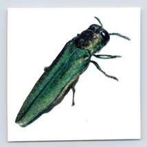  Unite Against the Emerald Ash Borer with Temporary Tattoo Bug  - £2.32 GBP