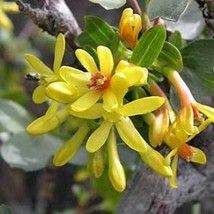 USA SELLER Ribes Aureum Buffalo Clove Or Golden Currant Pruterberry 10 Seeds Fre - £14.84 GBP