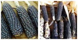 Hopi Blue Corn Seeds 120 Garden Fresh Seeds - £19.90 GBP