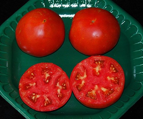 Celebrity Hybrid Tomato seedsbulk 50 pkt. Heavy producercompact Plant - $4.99