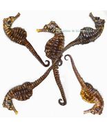 Lot of 5 Natural Lined Seahorses – Marine Display Specimens – Coastal Decor - $94.00