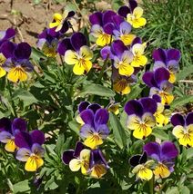 200 Seeds Johnny Jump Up Flower Seeds - Viola tricolor - B85 - £8.11 GBP