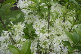 3 Fringe Tree Chionanthus Virginicus Old Man?? Beard White Flower Seeds *From US - $8.35