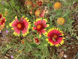 50 Seeds to Plant Blanket Flower  - £15.73 GBP