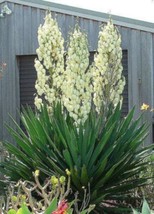 VP Yucca Glauca (Soapweed, Soapwell, Beargrass, Great Plains Yucca) Flower 100 S - $4.80