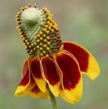 500 Seeds Mexican Hat Coneflower Ratibida Flower - £5.72 GBP