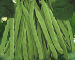 Qing Bian Romano Bean Seeds Heirloom Pole Beans Flat Italian Roma Ii Seed  - $14.70