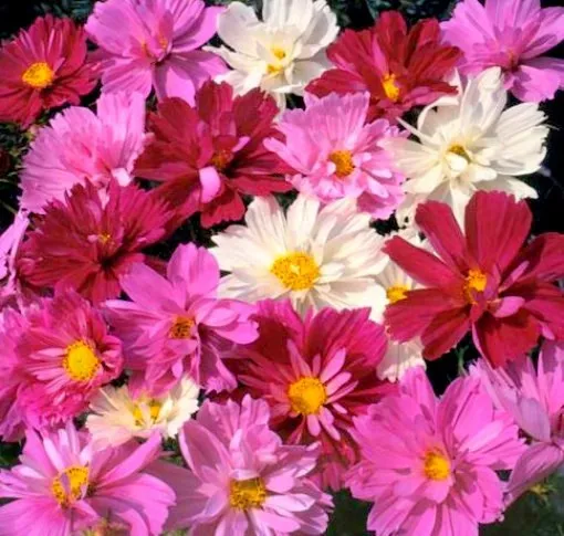 Pink Cosmos Seeds, Pysche Mix, Heirloom Cosmos, Non-Gmo  Draws Butterfli... - $11.10