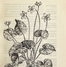 1905 Dalibarda Repens Flower Print Pen &amp; Ink Lithograph Antique Art 6.75 x 3.75 - £13.68 GBP