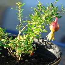 Orange Master Pomegranate Seeds Punica Granatum Packet Of 10 Seeds US Seller Fas - £7.23 GBP