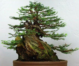 Sequoia sempervirens Coast Redwood - £1.19 GBP