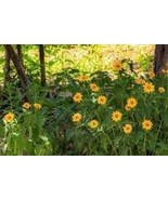 Heliopsis Helianthoides 50 PCS Seeds - $7.75