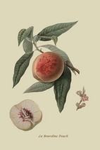 La Bourdine Peach by William Hooker #2 - Art Print - £17.63 GBP+