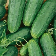 New Homemade Pickles Cucumber Seeds Organic Fresh USA Garden - $5.96