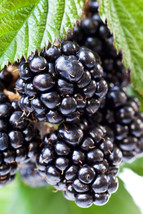 Live Plant Blackberry - &#39;Ouachita&#39; thornless - Rubus ouachita - Gardening - £32.23 GBP