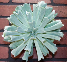 ECHEVERIA RUNYONII Topsy-Turvy rare succulent hen and chicks plant seed 50 SEEDS - £7.07 GBP