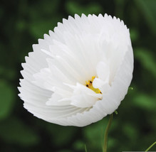 Cosmos Cupcake White Seeds - 25 Seeds Per Packet From USA - £7.90 GBP