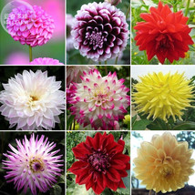 Dahlia Mixed 9 Types Perennial Flower Seeds 100 Seeds Pink Bi Color Red Yellow D - $6.82