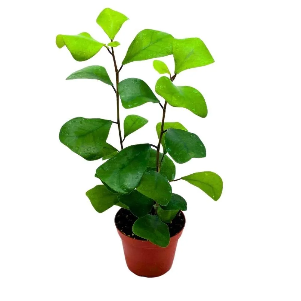 Ficus Triangularis 4 in Dwarf Triangle Fig Nonvariegated - £28.30 GBP