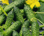 25 Calypso Hybrid Cucumber Seeds Fast Shipping - £7.22 GBP