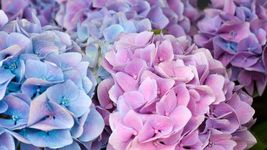 75 Seeds Packet Hydrangea Seeds - Fragrant Style 9 - £9.42 GBP