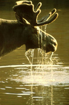 Soaking Wet Moose by Ronald Bell Wildlife Animals Elk Canvas Art Print 16x24  - £150.38 GBP