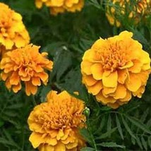 Marigold Tagetes Erecta Calando Apricot50 Seeds From US  - £6.60 GBP