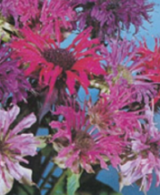 50 Pc Seeds Bee Balm Maonarda Panorama Mix Flower, Maonarda Seeds for Planting  - £15.10 GBP