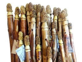 Morel Mushroom Walking Stick + Morel Mushroom Hunting Stick + Morel Carving + Ma - £51.07 GBP