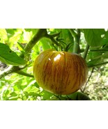 Rebel Starfire Kayleigh Anne - €5,14 EUR