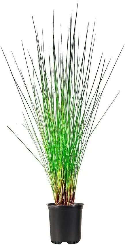 Muhly Grass Pink Live Quart Size Plant - £32.54 GBP