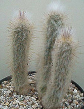300 SEEDS Austrocephalocereus dybowskii @ exotic columnar cactus collect... - £26.56 GBP