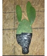 10 Live Plants Prickly Pear Cactus EDIBLE Pads/Fruits Vegetables LIVE PL... - $99.00