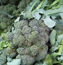 180 Seeds Broccoli, Waltham Broccoli - £9.98 GBP