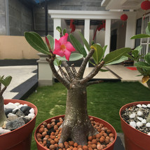 Adenium Arabicum Mix 3 Seeds Exotic Flowering Plants Gardening Fresh USA Seller - £9.46 GBP